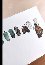 Load image into Gallery viewer, Monarch Metamorphosis Art Print
